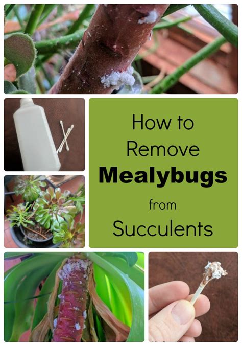 Controlling mealybugs on succulents - Miss Smarty Plants