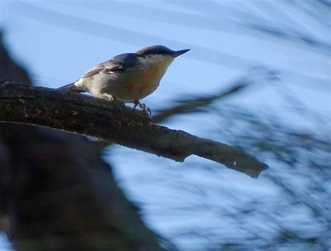 Sitta PusillaDFL La16 3 Brown Headed Nuthatch Flickr