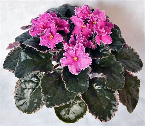 Изображение | African violets, Bloom, Plants
