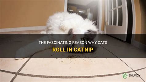 The Fascinating Reason Why Cats Roll In Catnip Shuncy