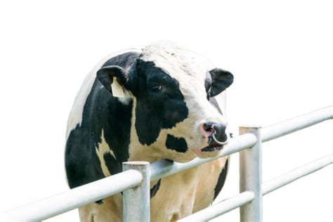 Dairy Cow In Farm Cows Livestock Farmland Pasture Livestock Husbandry Grassland Png