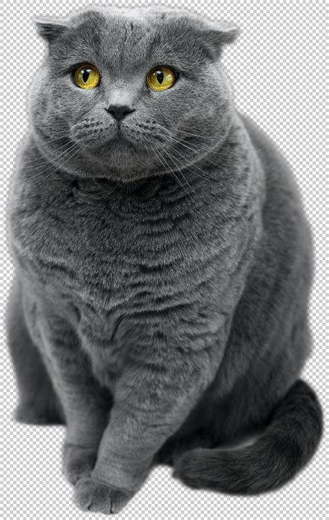 British shorthair cat png, transparent background