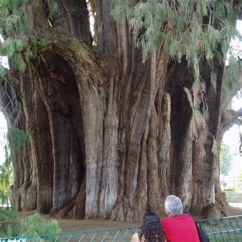 El Rbol Del Tule Oaxaca Mexico