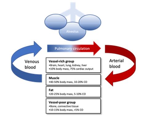 Inhaled Anesthetic Agents Mechanism Of Action Uptake And