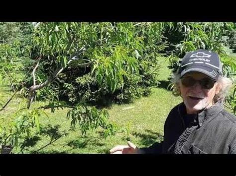 Poppy's place - Part 3, Spring 2020 : Permaculture