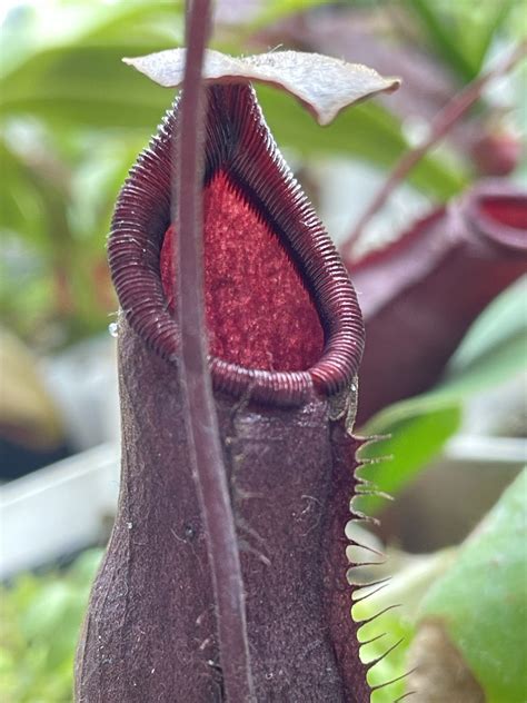 Nepenthes Thorelii Tiger X Lowii X Campanulata Lc Torai S Garden