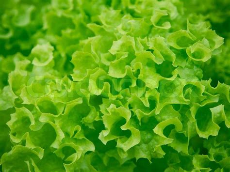 Fresh Green Lettuce Background Stock Photo Colourbox