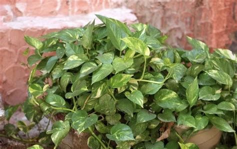 Come Coltivare Il Pothos In Barattolo Il Metodo Per Farlo