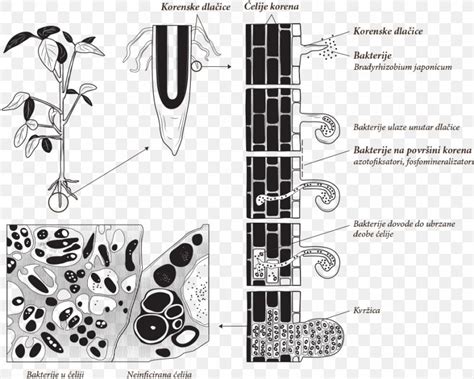 Nitrogen Fixation Bacteria Root Bradyrhizobium Rhizobia, PNG, 934x749px ...