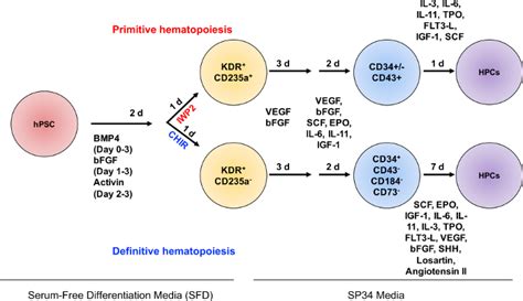 Directed Differentiation Of Primitive And Definitive Hematopoietic