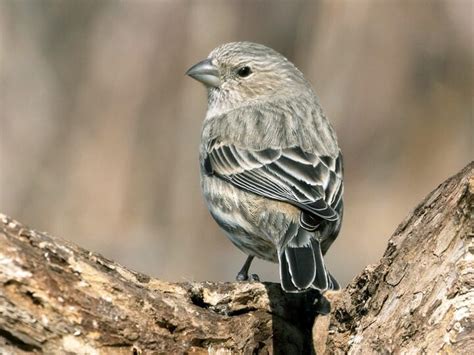 House Finch Nestwatch