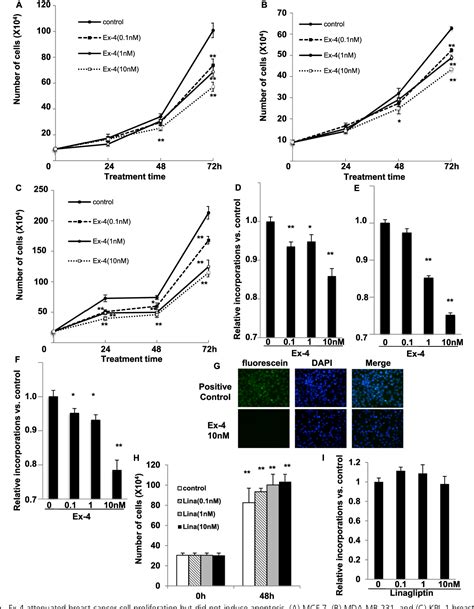 Figure 2 From Exendin 4 A Glucagonlike Peptide 1 Receptor Agonist Attenuates Breast Cancer