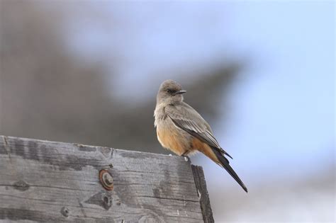 Say S Phoebe East Cascades Audubon Society