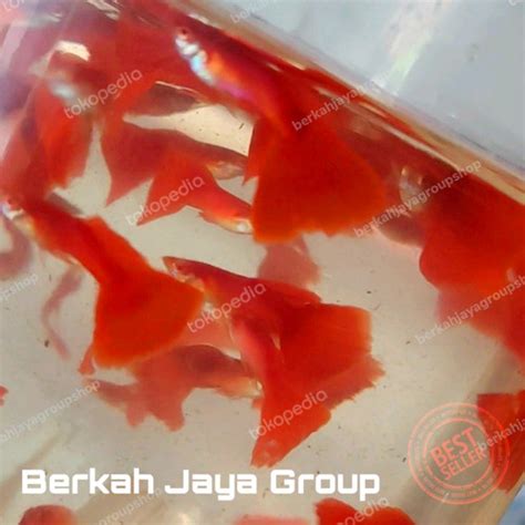 Jual Ikan Hias Guppy Albino Full Red Afr Sepasang Kab Tulungagung