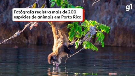 V Deo Fot Grafa Registra Mais De Esp Cies De Animais Em Porto Rico