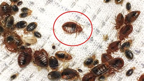 Fastest Way To Get Rid Bed Bugs Within 3 Hours Naturally Effective