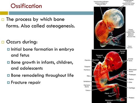 Intramembranous Ossification Fetal Skull