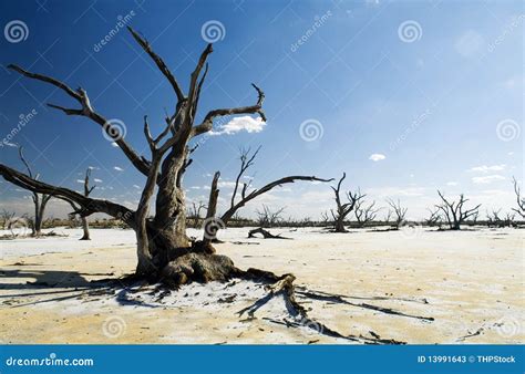 Salt Lakes And Dead Trees Stock Image Image Of Lake 13991643