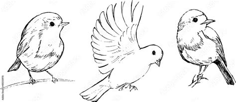 Robin birds illustration set. Birds black and white vector drawings group. Animals nature ...