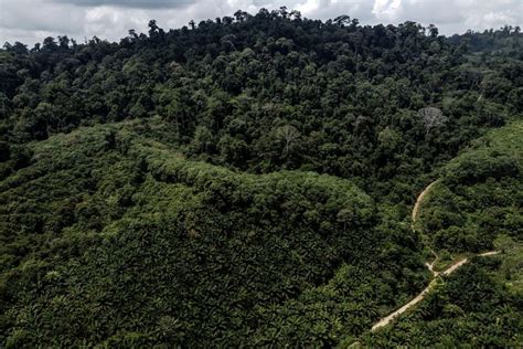 Foto Menyoal Rumitnya Pelepasan Kawasan Hutan Untuk Kebun Sawit