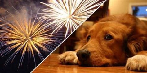 GERAL 7 dicas para proteger seu cão dos fogos de artifício FN10