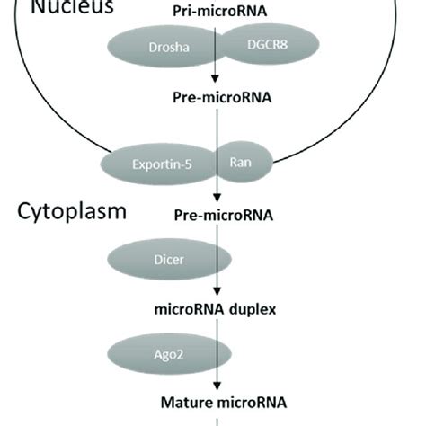 Mirna Biogenesis And Function Download Scientific Diagram