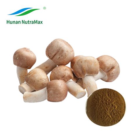 100 Natural Agaricus Blazei Mushroom Extract 10 50 Polysaccharides