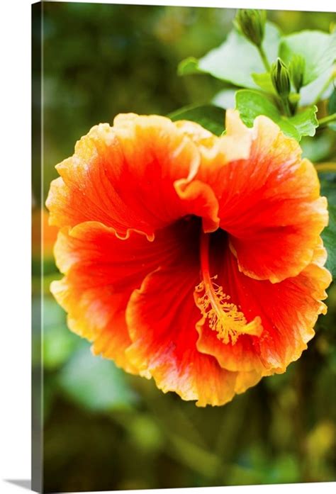 Brightly Colored Hibiscus Flowers Wall Art Canvas Prints Framed