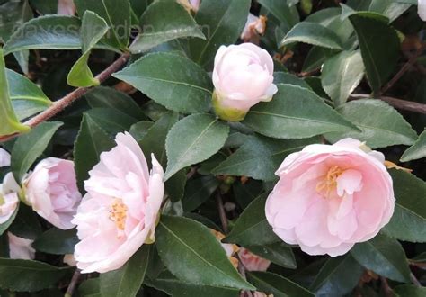 Plantfiles Pictures Sasanqua Camellia Autumn Camellia Jean May