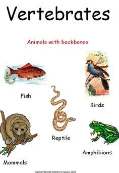 Free Vertebrate Cliparts, Download Free Vertebrate Cliparts png images ...