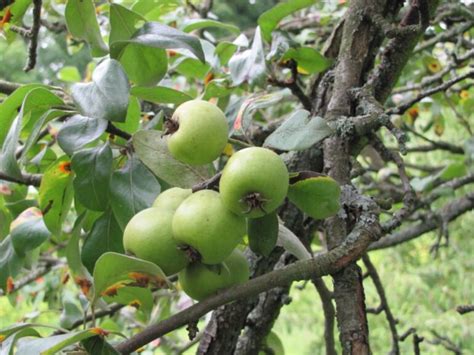 Grusza Nie Na Pyrus Nivalis Sadzonki W Dobrej Cenie Szk Ki