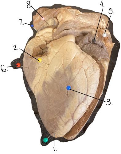 Whole Sheep Heart Flashcards Quizlet