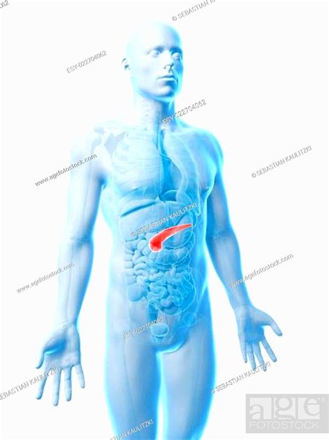 D Rendered Illustration Of The Human Pancreas Stock Photo Picture