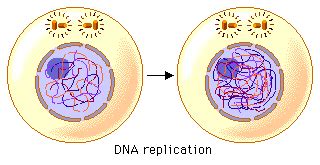 Mitosis: Interphase