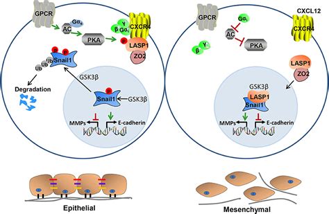 Frontiers New Frontiers For The Cytoskeletal Protein Lasp1