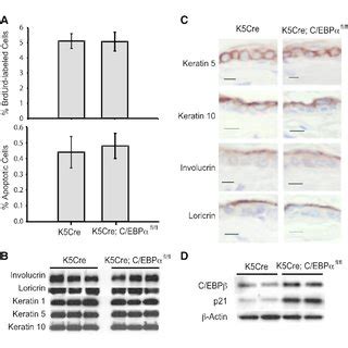 C Ebpa Is Dispensable For Normal Epidermal Homeostasis A Percentage