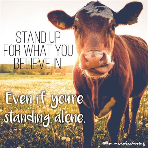 10 Cow Quotes Inspirational Inspiration Quote