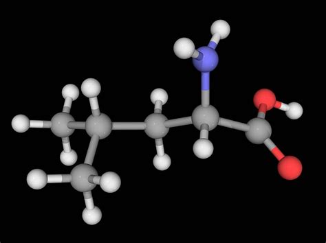 Leucine Molecule Photograph By Laguna Design Science Photo Library