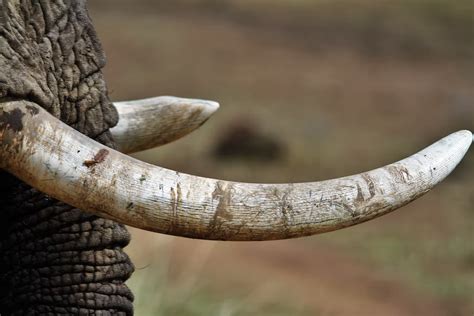 Tusk Of Woolly Mammoth Found In Alaska Offers Insights About Links