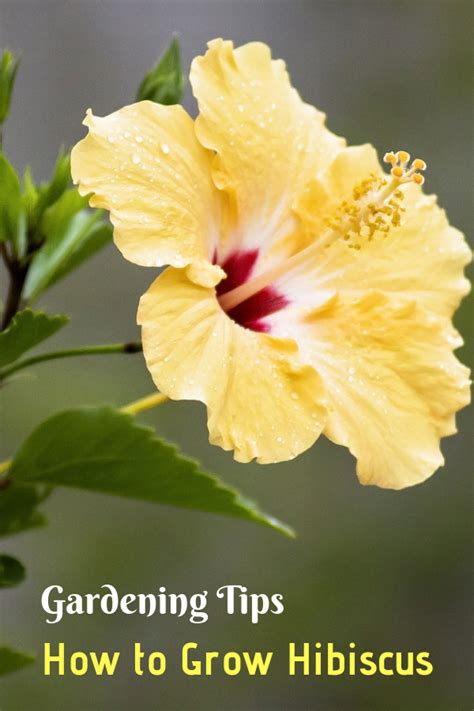 Learn How To Grow Prune And Propagate Hibiscus With This Complete