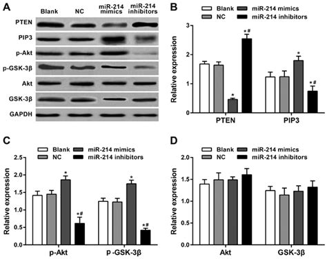 Western Blotting Of Pten And Pi K Akt Pathway Associated Proteins A