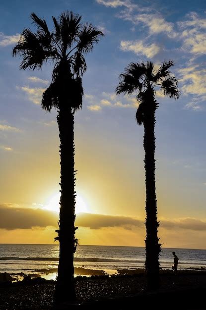 Silueta De Palmera Al Atardecer En Islas Canarias Foto Premium