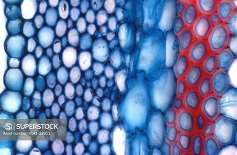 Transverse Section Of A Dicot Stem Showing Different Tissue Layers