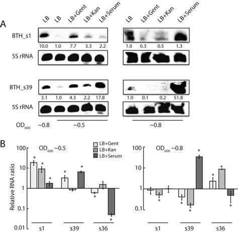 Expression Profiles Of Trans Encoded Srnas In Response To Antibiotics