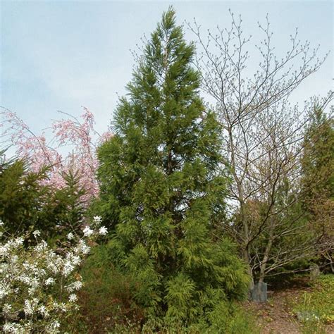 Japanese Cedar Cryptomeria Japonica My Garden Life