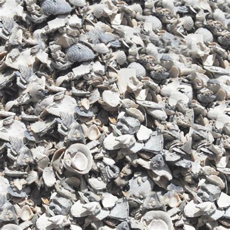 Crushed Seashells For Landscaping