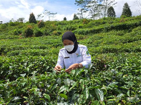 BPP JAWA BARAT Balai Proteksi Tanaman Perkebunan Dinas Perkebunan