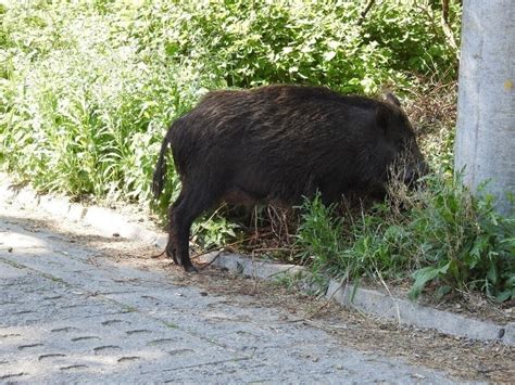 Dzik jest dziki dzik jest zły Coraz częściej spotkasz go na swojej