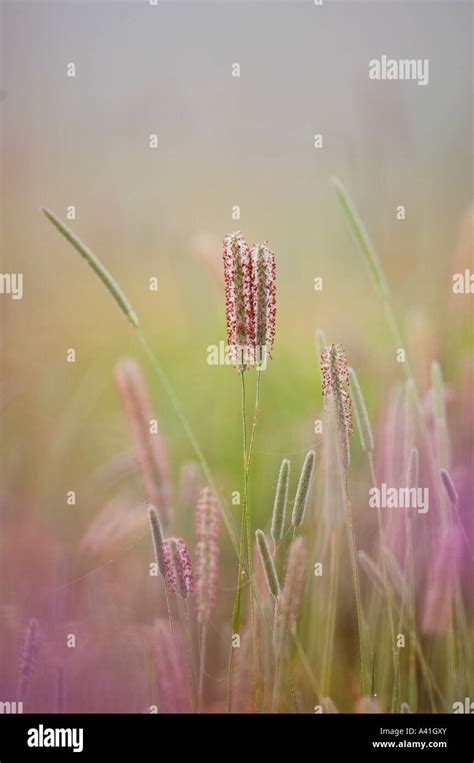 Timothy Grass Phleum Pratense Flowering Grasses In Misty Old Field