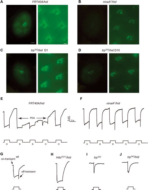 Analysis Of Mutants Of Rhodopsin Homeostasis Retinal Degeneration And